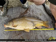 31" Carp caught on Thames River