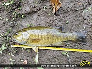 17" Smallmouth Bass caught on Thames River