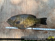 18.5" Smallmouth Bass caught on St. Lawrence River