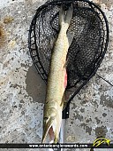 31" Northern Pike caught on Little Lake