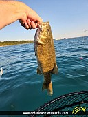 17.5" Smallmouth Bass caught on Maitland River