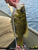 10.5" Rock Bass caught on Orangeville Reservoir