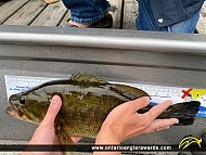 18" Largemouth Bass caught on Longbow Lake