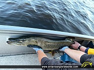 41" Northern Pike caught on Longbow Lake