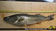 25.5" Walleye caught on Lake Erie