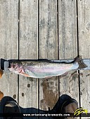 21" Rainbow Trout caught on Purcy Lake