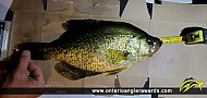 14.25" Black Crappie caught on Georgian Bay