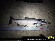 38" Chinook Salmon caught on Lake Ontario