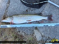 36" Northern Pike caught on Lake Nipissing