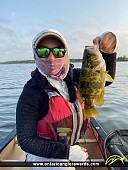 10.5" Rock Bass caught on Island Lake 