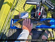 19.5" Smallmouth Bass caught on Sturgeon Lake