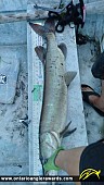 38.75" Muskie caught on Rideau River