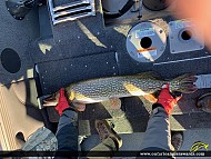 38.5" Northern Pike caught on Gunn Lake