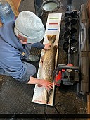 41" Northern Pike caught on Lake of the Woods