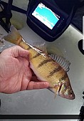 12" Yellow Perch caught on McCharles Lake