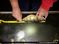 12.75" Yellow Perch caught on Lake Simcoe