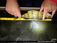 12.125" Yellow Perch caught on Lake Simcoe
