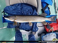 33" Northern Pike caught on Apisabigo Lake