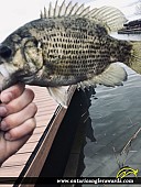 12.5" Rock Bass caught on Detroit River