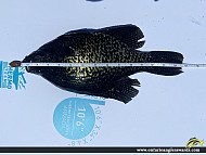15" Black Crappie caught on Ahmic Lake