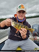 12.25" Yellow Perch caught on Lake of the Woods