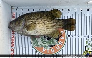 11" Rock Bass caught on Ottawa River