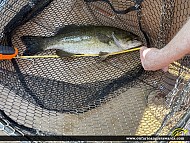 17.5" Smallmouth Bass caught on Lake Nipissing