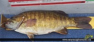 17" Smallmouth Bass caught on Gun Lake (Winnipeg River System)