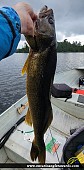 28.5" Walleye caught on Clear Lake