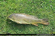 30" Carp caught on Rice Lake