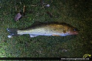 25" Walleye caught on Rice Lake