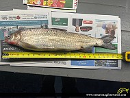 23" Whitefish caught on Lake Simcoe