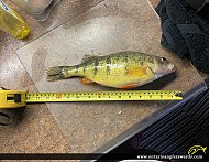 13.5" Yellow Perch caught on Lake Simcoe
