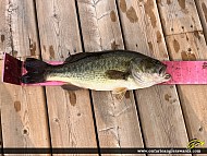 19" Largemouth Bass caught on Longbow Lake