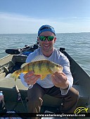 13.25" Yellow Perch caught on Lake Erie