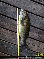 22" Smallmouth Bass