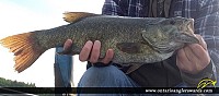 21.0" Smallmouth Bass