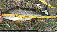 19.5" Largemouth Bass
