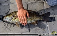 21.25" Smallmouth Bass