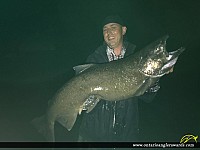 36.5" Chinook Salmon