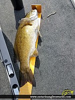 19" Smallmouth Bass