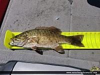 17.5" Smallmouth Bass