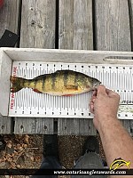 12.5" Yellow Perch