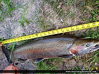 24.5" Rainbow Trout