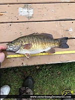 18.25" Smallmouth Bass
