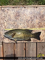 18.5" Smallmouth Bass