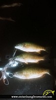 1700" Smallmouth Bass