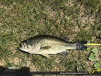 20" Largemouth Bass