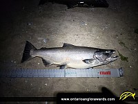 38" Chinook Salmon