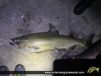 36" Chinook Salmon